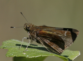 Clouded Skipper